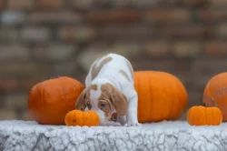 Saintgermainský ohař