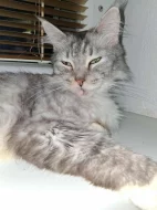 Mainská mývalí kočka