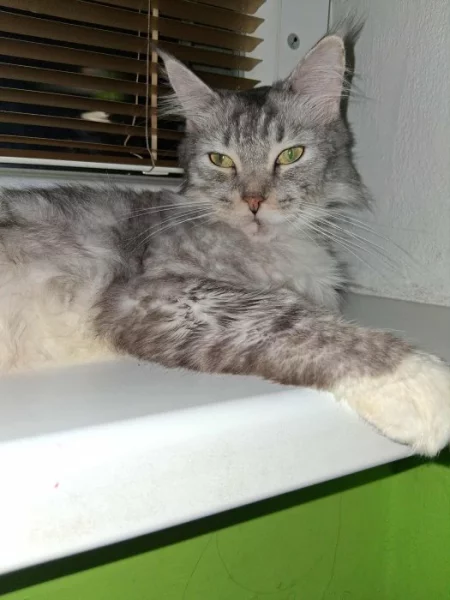 Mainská mývalí kočka