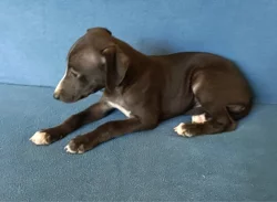 Whippet /Vipet/ - štěňata bez pp