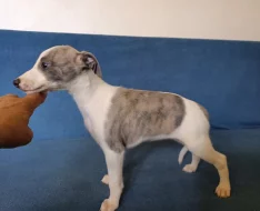 Whippet /Vipet/ - štěňata bez pp