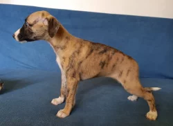 Whippet /Vipet/ - štěňata bez pp