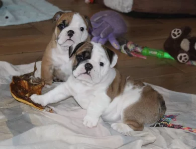 Anglický buldok s PP