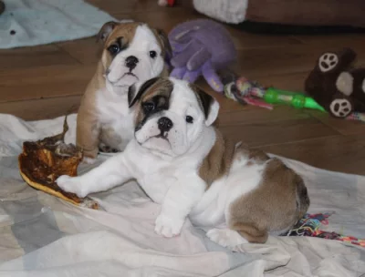 Anglický buldok s PP