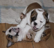 Anglický buldok s PP