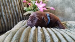 Labradorský retrívr - štěňata s PP k rezervaci