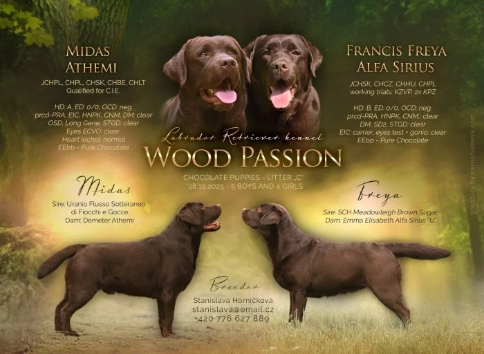 Labradorský retrívr - štěňata s PP k rezervaci