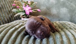 Labradorský retrívr - štěňata s PP k rezervaci