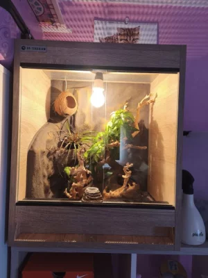 Prodám pagekona  i z teráriem