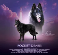 Belgický ovčák groenendael a tervueren s PP