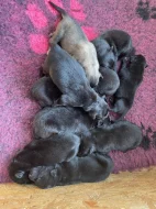 Belgický ovčák groenendael a tervueren s PP