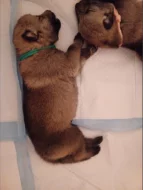 Štěňata československého vlčáka s PP