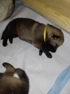 Štěňata československého vlčáka s PP