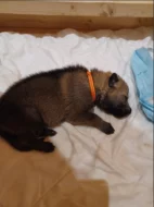 Štěňata československého vlčáka s PP