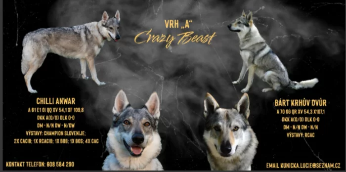 Štěňata československého vlčáka s PP