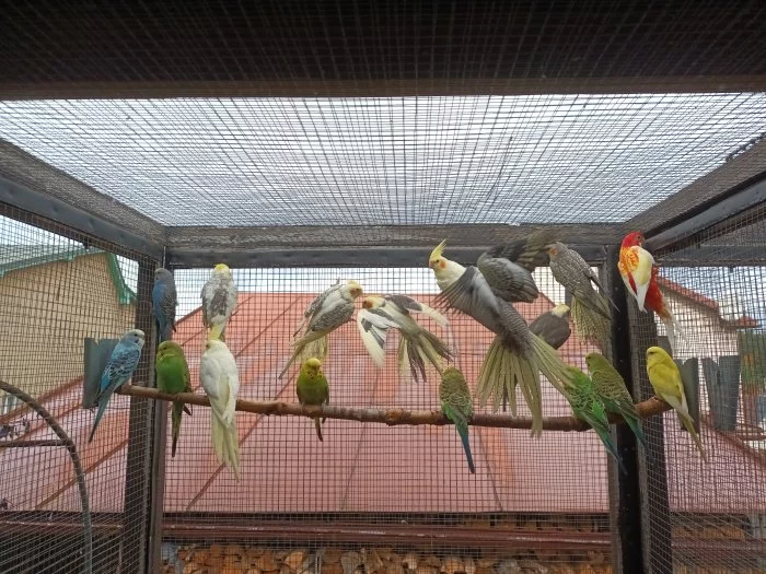 Prodám korely a andulky