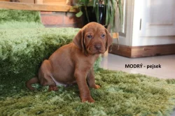 ŠTĚŇATA  MAĎARSKÉHO OHAŘE KRÁTKOSRSTÉHO