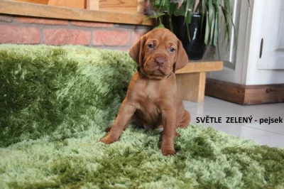 ŠTĚŇATA  MAĎARSKÉHO OHAŘE KRÁTKOSRSTÉHO