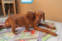 ŠTĚŇATA  MAĎARSKÉHO OHAŘE KRÁTKOSRSTÉHO