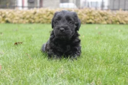 Štěňátko - pejsek český teriér s pp