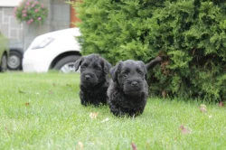 Štěňátko - pejsek český teriér s pp