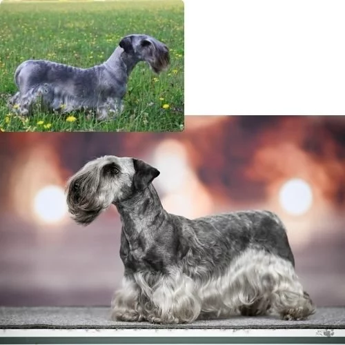 Štěňátko - pejsek český teriér s pp