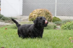 Štěňátko - pejsek český teriér s pp