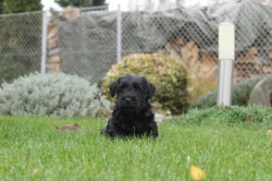 Štěňátko - pejsek český teriér s pp