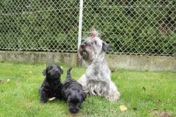 Štěňátko - pejsek český teriér s pp