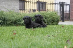 Štěňátko - pejsek český teriér s pp