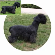 Štěňátko - pejsek český teriér s pp