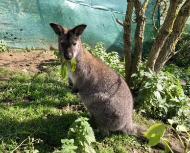 Klokan Bennettův k prodeji