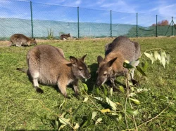 Klokan Bennettův k prodeji