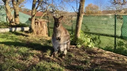 Klokan Bennettův k prodeji