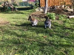 Klokan Bennettův k prodeji