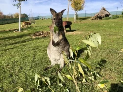 Klokan Bennettův k prodeji