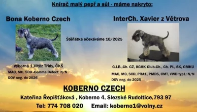 Knírač malý pepř a sůl