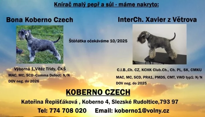 Knírač malý pepř a sůl