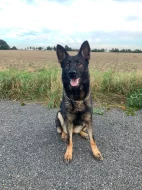 Německý ovčák - štěňata s PP