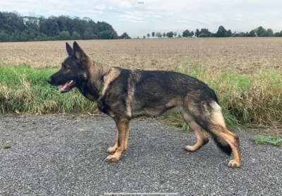 Německý ovčák - štěňata s PP