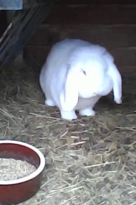 Malý beran bílý červenooký