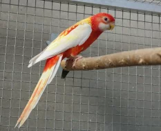 Prodám rosely rubino