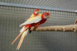 Prodám rosely rubino