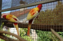 Prodám rosely rubino