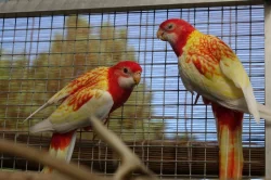 Prodám rosely rubino