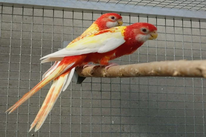 Prodám rosely rubino