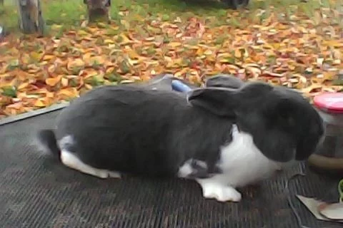 Meklenburský strakáč modrý