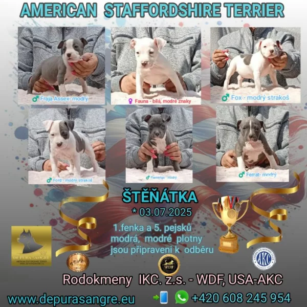 Americký stafordšírský teriér modrá št.s rodokmenem k odběru