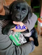 Štěňátka labradoru