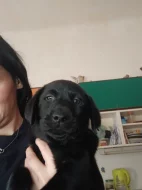 Štěňátka labradoru